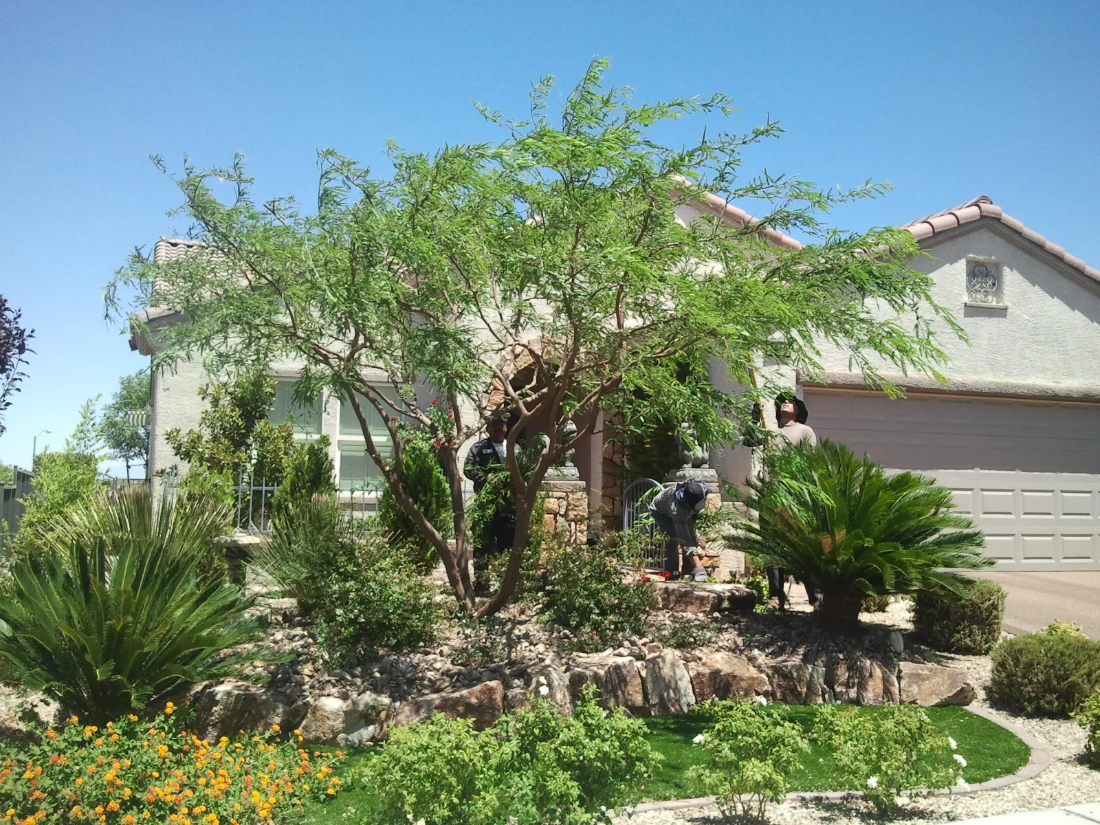 Crew trimming a mature mesquite tree in front of a two-story Las Vegas home