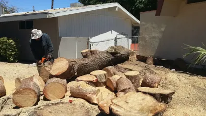 Worker cutting a felled tree trunk into rounds with a chainsaw at a Las Vegas home