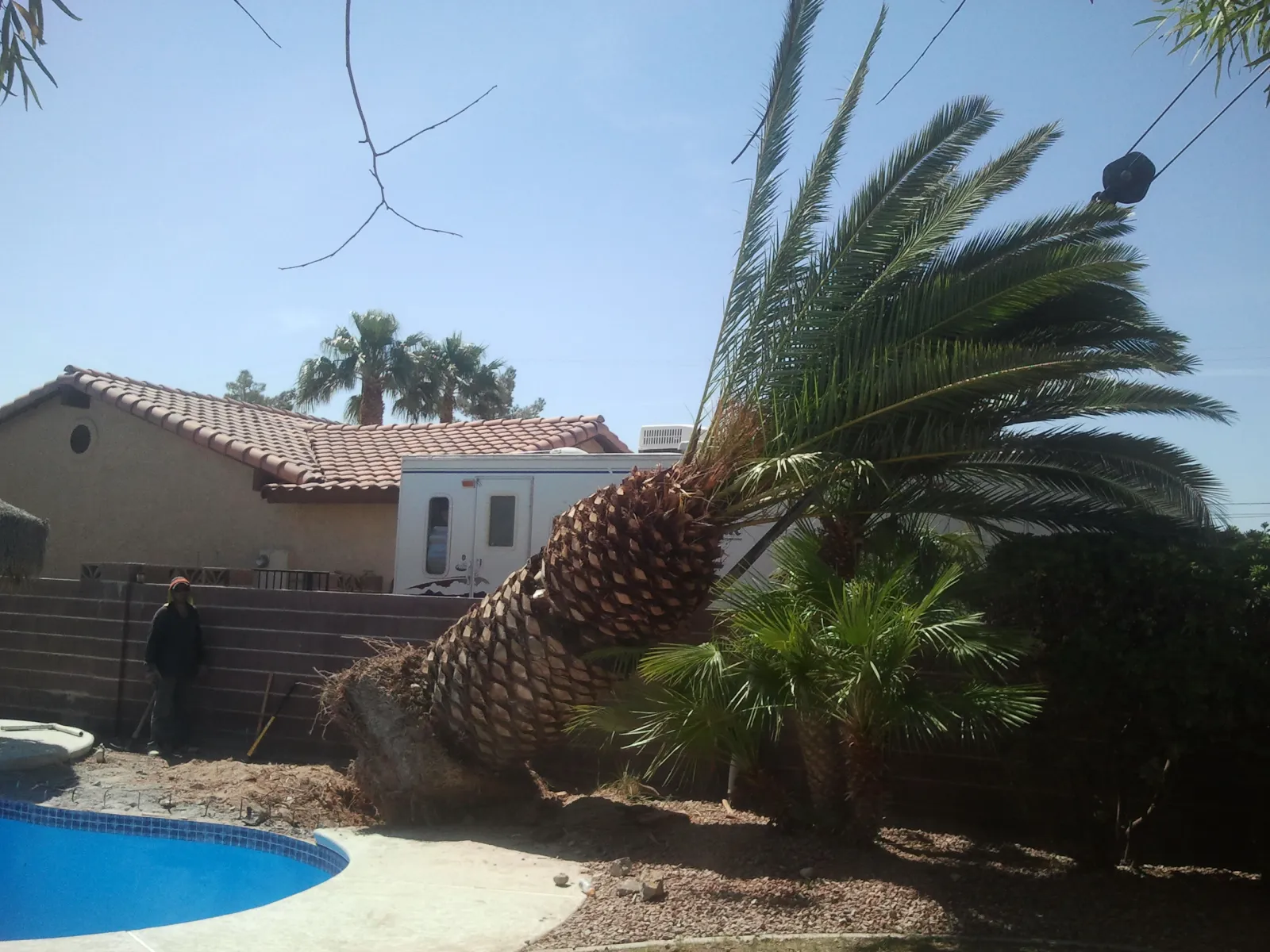 Large Canary Island date palm being removed beside a backyard pool in Las Vegas