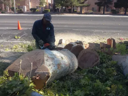 Worker cutting a large tree trunk into sections roadside, traffic cone set out, in Las Vegas