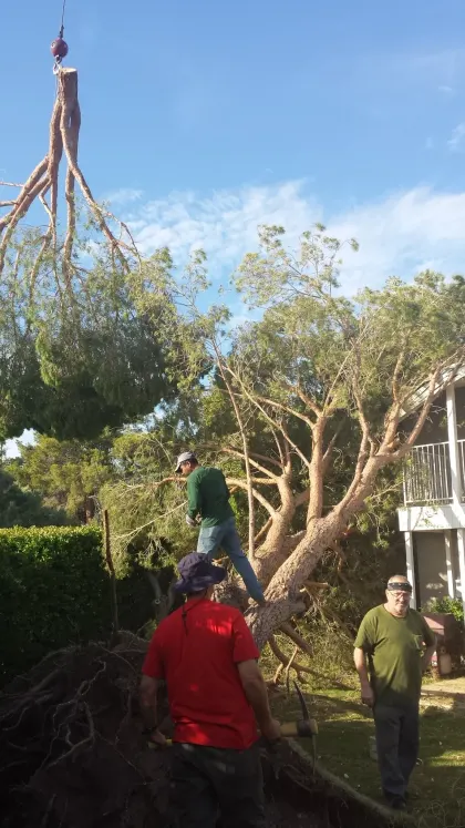 Crew lowering a cut limb by crane while a climber works a large tree in a Las Vegas yard