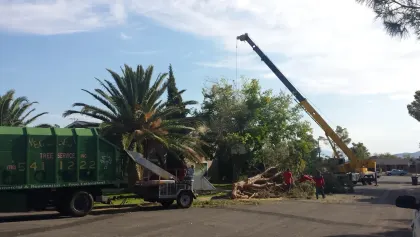 Crane truck removing a large tree on a Las Vegas residential street