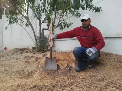 Worker kneeling beside a freshly ground stump and mulch in a Las Vegas yard