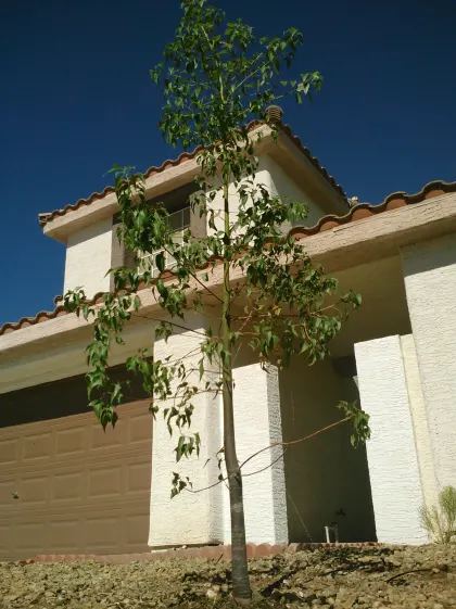 Newly planted, staked young tree in the gravel front yard of a two-story Las Vegas home