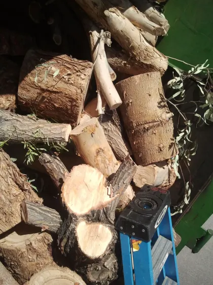 Freshly cut logs and rounds piled by a blue ladder after a Las Vegas tree removal