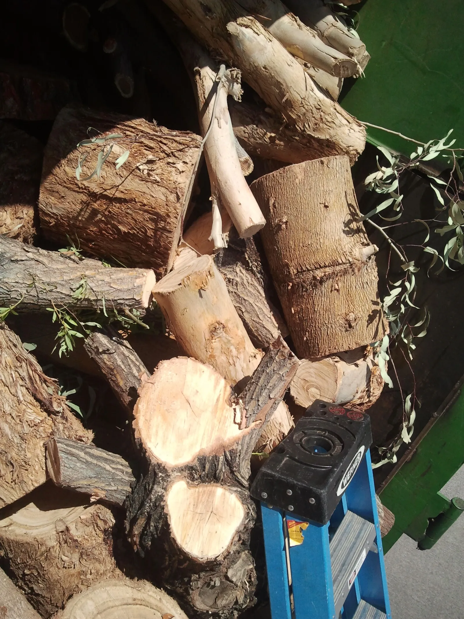 Freshly cut tree logs and rounds stacked after a Las Vegas tree removal
