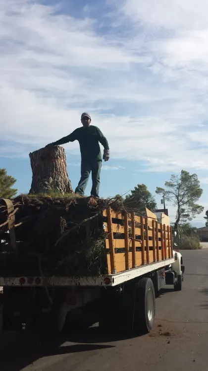 Worker atop a flatbed truck loaded with a large tree trunk and root ball in Las Vegas