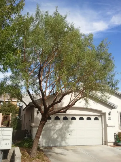 Mature mesquite tree freshly trimmed in front of a single-story Las Vegas home