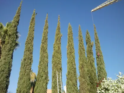 Row of tall Italian cypress trees being trimmed with a crane and ladder in Las Vegas