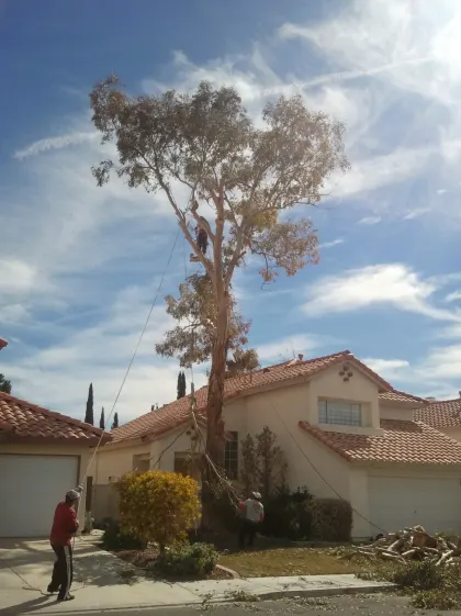Climber high in a tall eucalyptus during a removal at a Las Vegas home