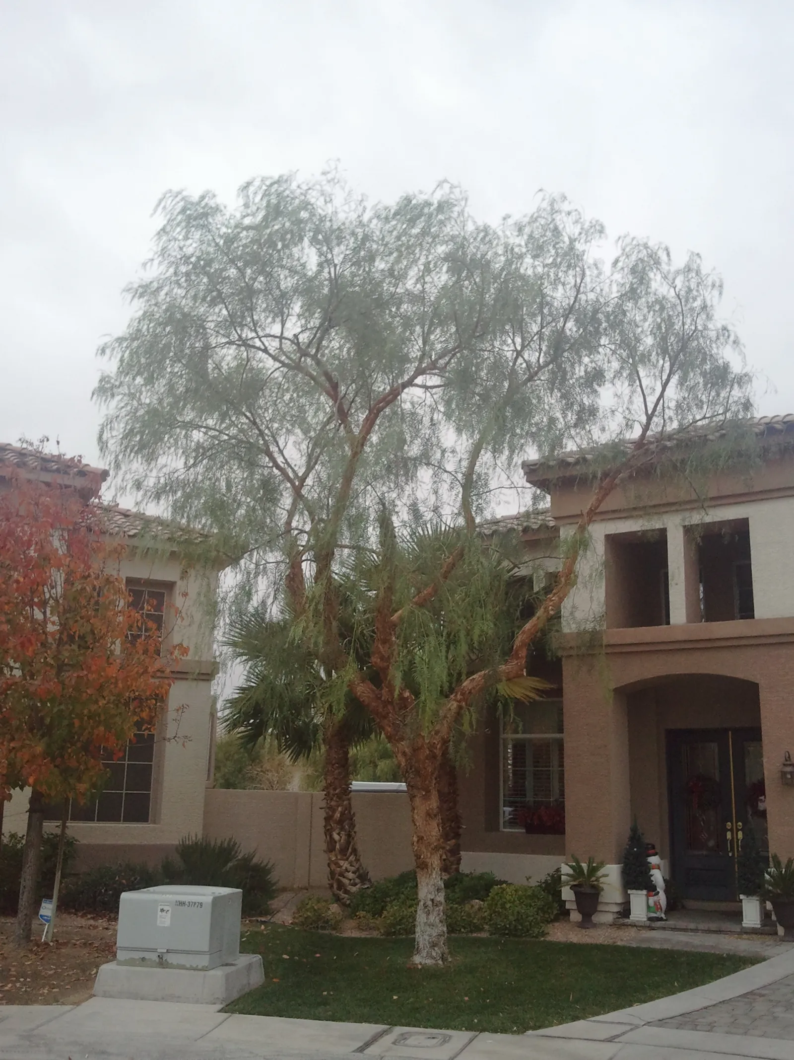 Mature shade tree at a two-story Las Vegas home before trimming
