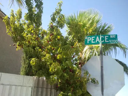 Fruit-laden tree beside a fan palm at the W Peace Way street sign in Las Vegas