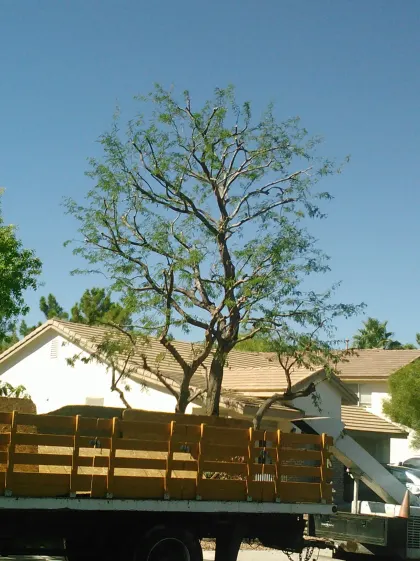 Mesquite tree behind a Vegas Best Tree Service flatbed truck at a Las Vegas home