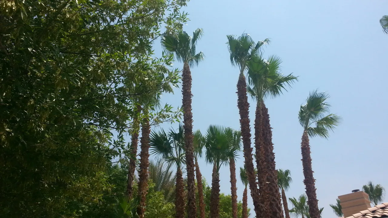 Tall Mexican fan palms against a clear Las Vegas sky
