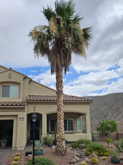 Tall Mexican fan palm in front of a two-story Las Vegas home with a mountain backdrop