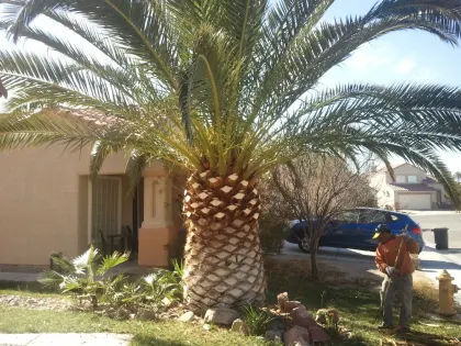 Freshly trimmed Canary Island date palm with a clean 'pineapple' cut at a Las Vegas home