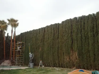 Crew trimming a tall cypress privacy hedge from scaffolding in Las Vegas