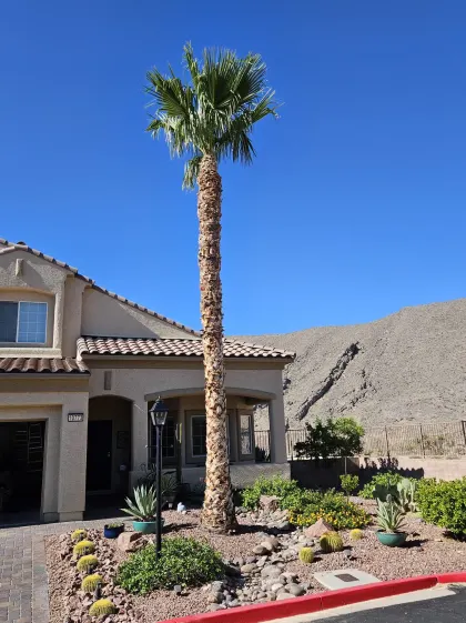 Tall Mexican fan palm in front of a two-story Las Vegas home with desert landscaping and mountains