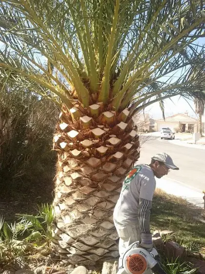 Worker beside a freshly trimmed Canary Island date palm with a diamond-cut trunk in Las Vegas