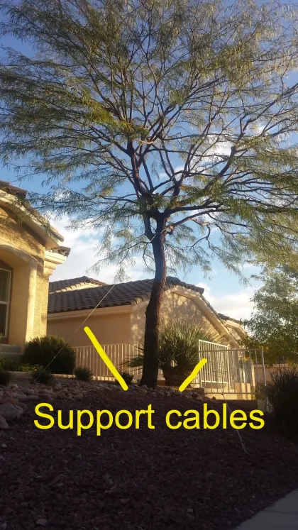 Young desert tree braced with support cables at a Las Vegas home