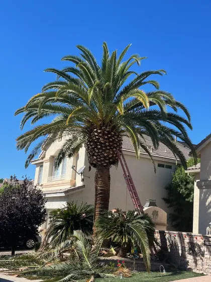 Large Canary Island date palm freshly trimmed with a ladder against the trunk in Las Vegas