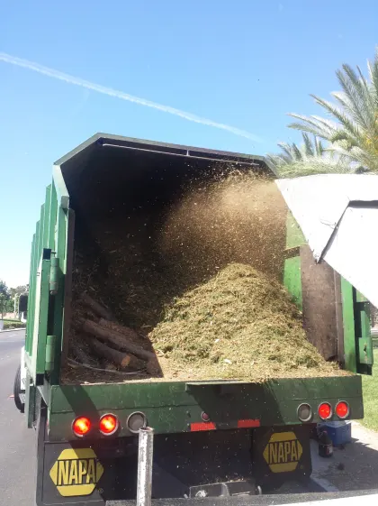 Wood chips being blown into the bed of a Vegas Best Tree Service dump truck