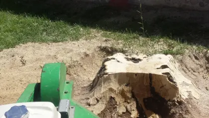 Freshly ground tree stump reduced to mulch by a stump grinder in a Las Vegas lawn